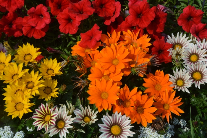 flowers at Canal Park